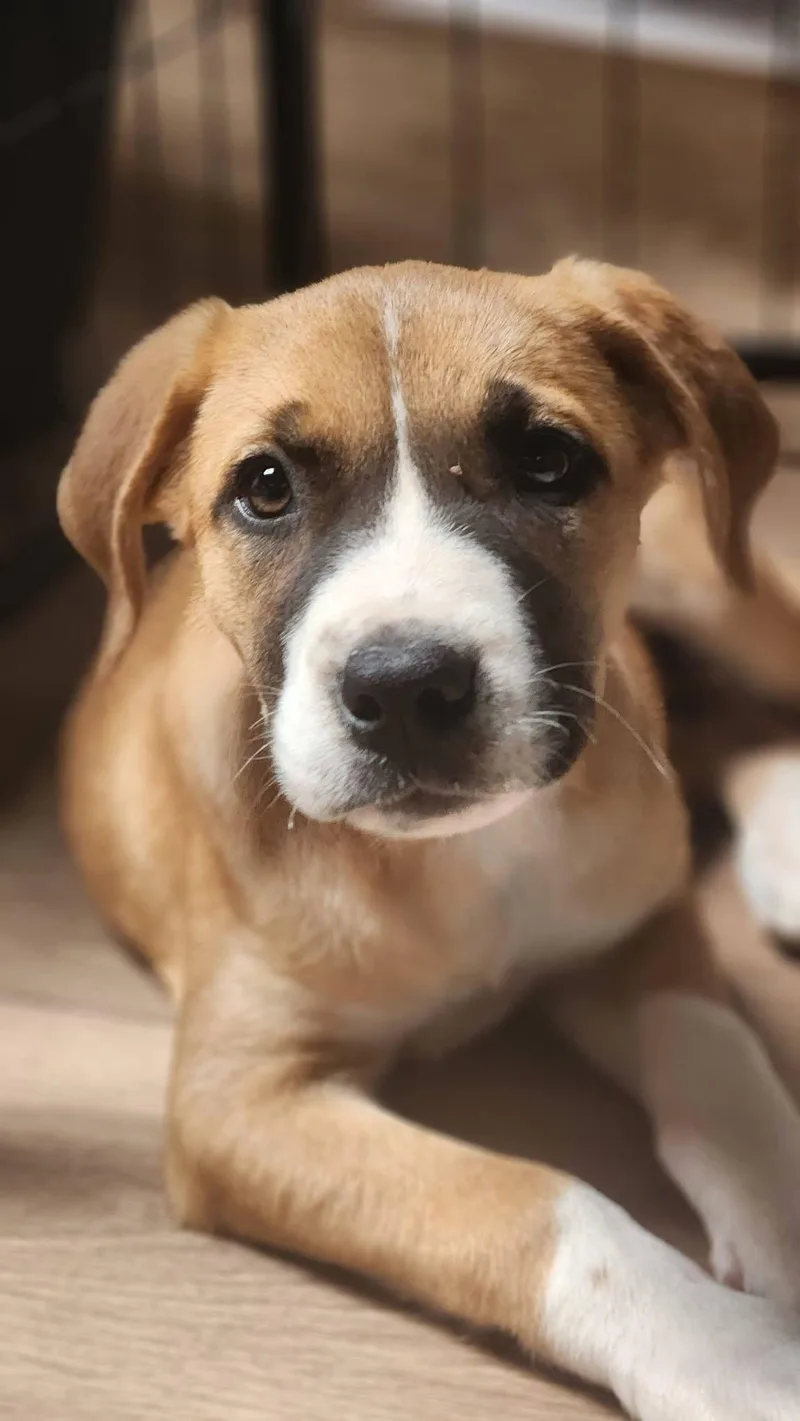 A young large-sized female Anatolian Shepherd dog named Xena for adoption in Sunnyvale, CA