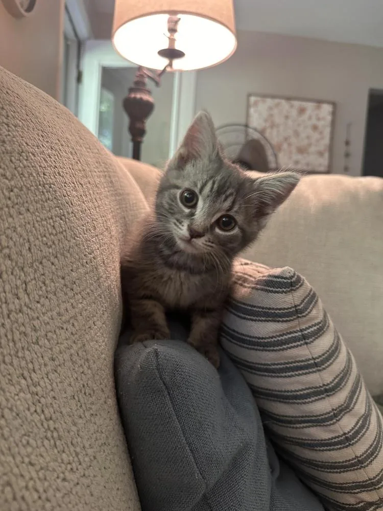 A baby small-sized male Gray & White Domestic Short Hair cat named Einstein for adoption in Plymouth, MI