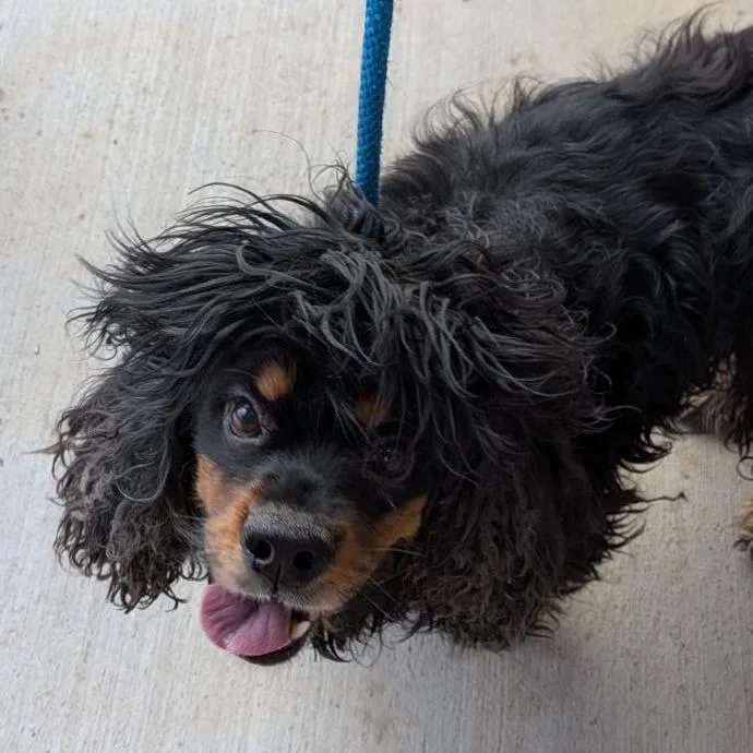 An adult medium-sized male Black Cocker Spaniel dog named Castiel for adoption in Fairport, NY