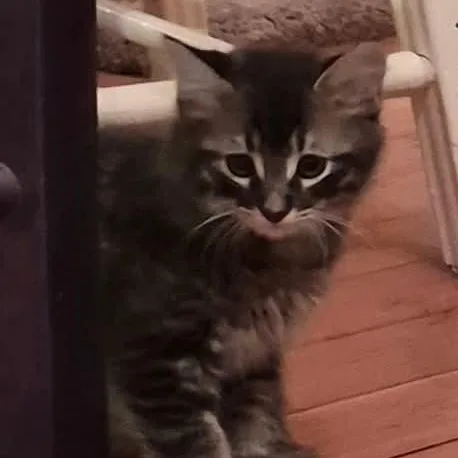Whiskers thumbnail 2