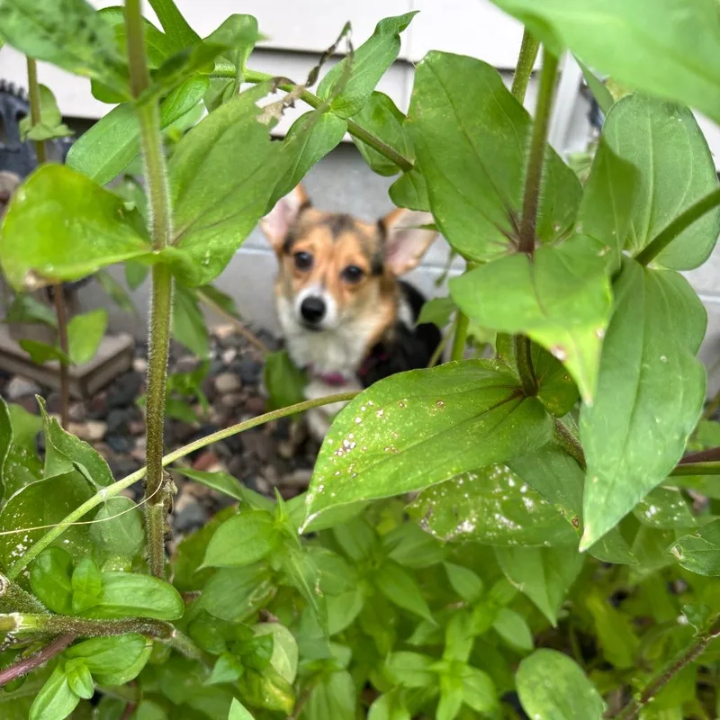 An adult small-sized female Black Corgi dog named Myra D for adoption in Minnetonka, MN