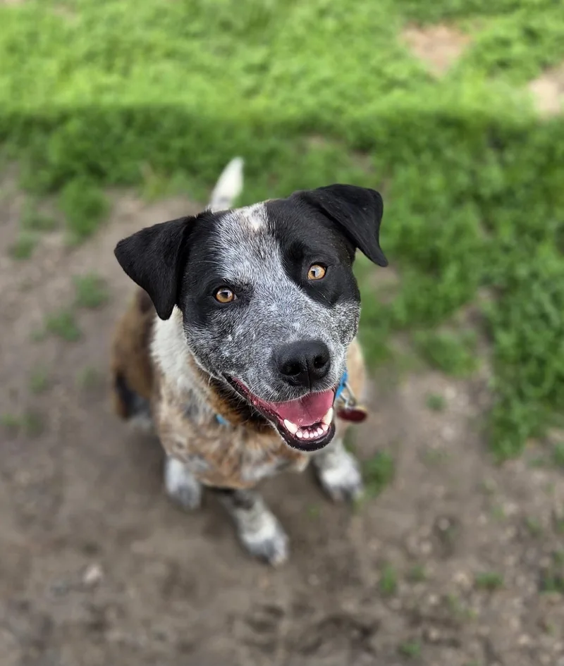 A young medium-sized male Black Australian Cattle Dog / Blue Heeler dog named Rohl'n for adoption in Brookings, SD