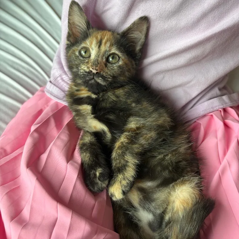 A baby small-sized female Tortoiseshell Domestic Short Hair cat named Emery Holland for adoption in Eagle Mountain, UT