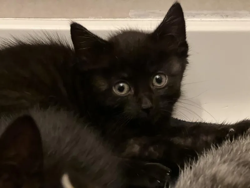 A young small-sized female Black Domestic Short Hair cat named Xercees for adoption in Virginia Beach, VA