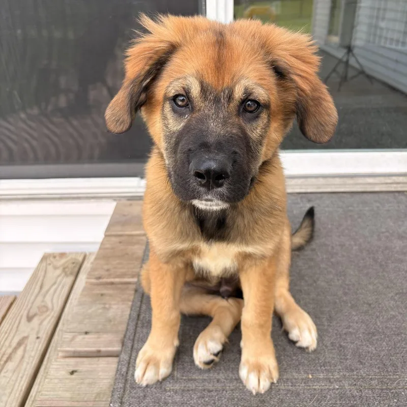 A baby medium-sized male Brown / Chocolate Pit Bull Terrier dog named Chadwick D for adoption in Minnetonka, MN