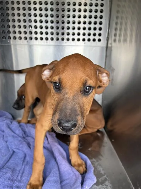 A baby small-sized male German Shepherd Dog dog named Ringo for adoption in Phoenix, AZ