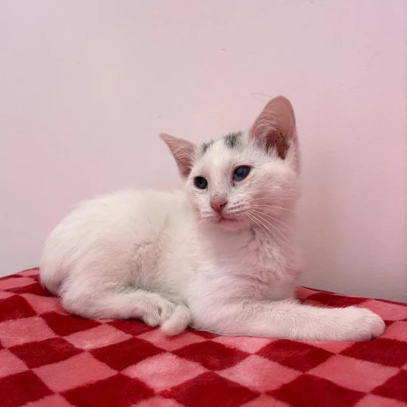 A baby small-sized male White Domestic Short Hair cat named Cloud for adoption in Forest Park, IL