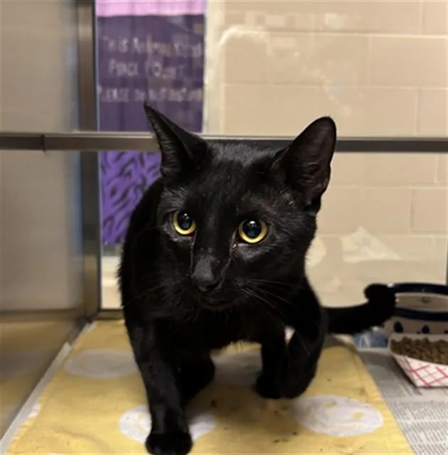 Licorice A