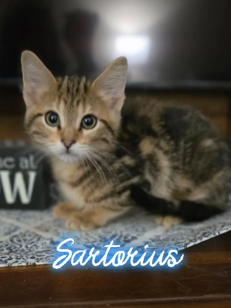 A baby small-sized male Tabby (Brown / Chocolate) Domestic Short Hair cat named Sartorius for adoption in Metamora, IL