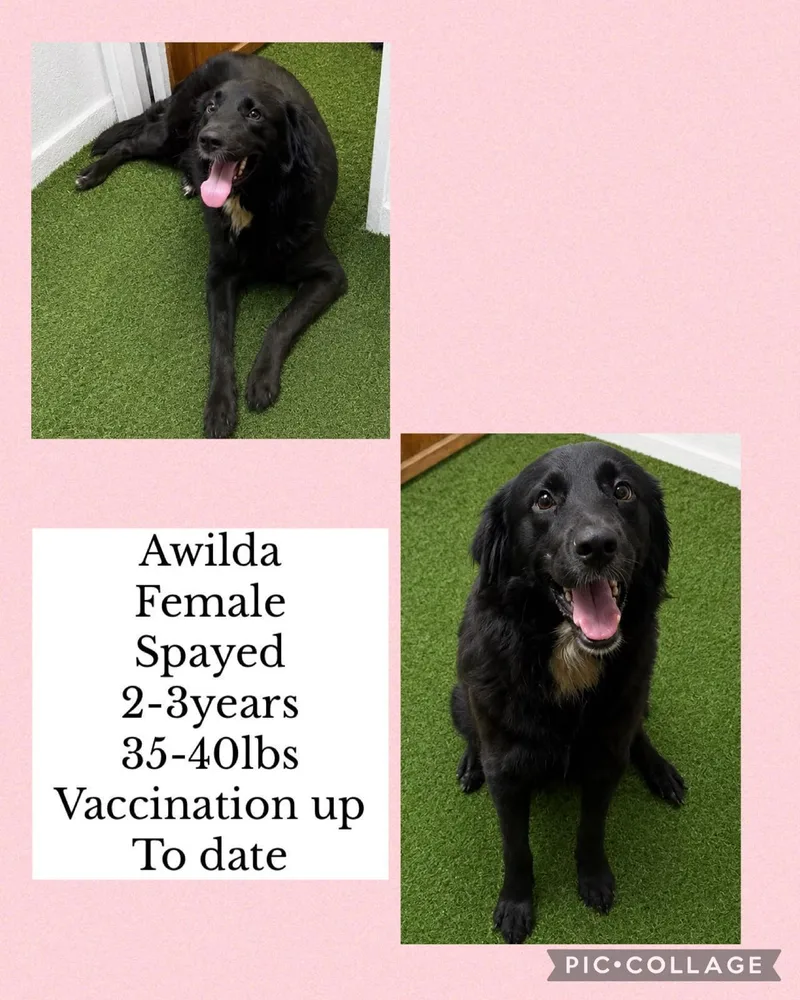 An adult medium-sized female Border Collie dog named Awilda for adoption in Virginia Beach, VA