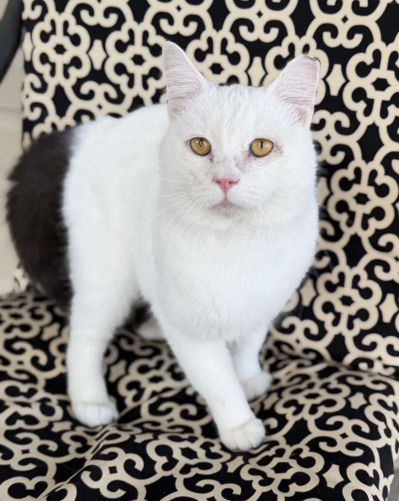 A young medium-sized male White Domestic Short Hair cat named Domino for adoption in Copley, OH