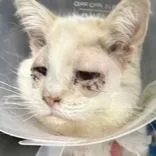 An adult small-sized male Cream Point Domestic Short Hair cat named Growler Gary for adoption in Lansing, MI