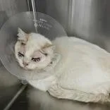 Growler Gary thumbnail 2