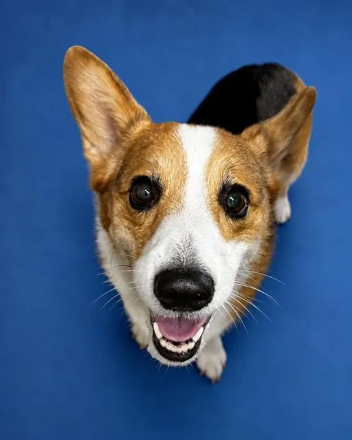 An adult medium-sized female Cardigan Welsh Corgi dog named Uno for adoption in Westminster, MD