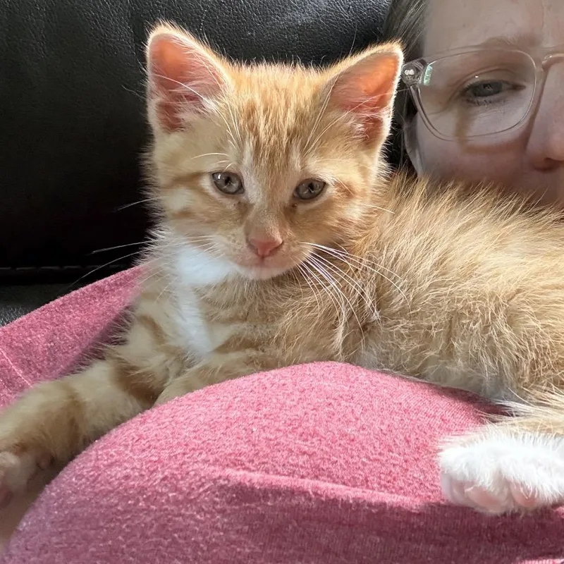 A baby small-sized male Orange / Red Domestic Short Hair cat named Eddie for adoption in Ferndale, MI