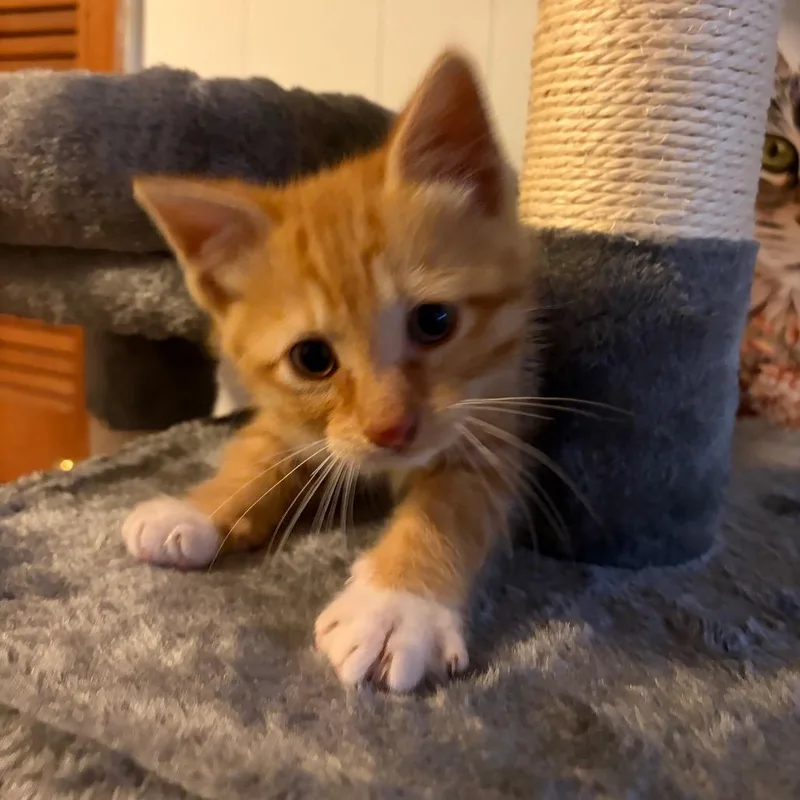 Eddie thumbnail 4
