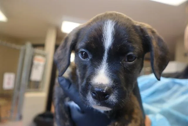 A baby small-sized female Mixed Breed dog named Rio for adoption in Columbia, SC