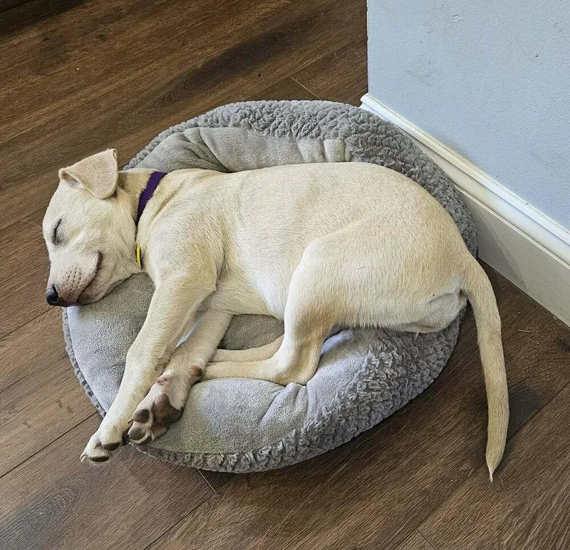 A baby small-sized female Mixed Breed dog named Mel for adoption in Amherst, NY