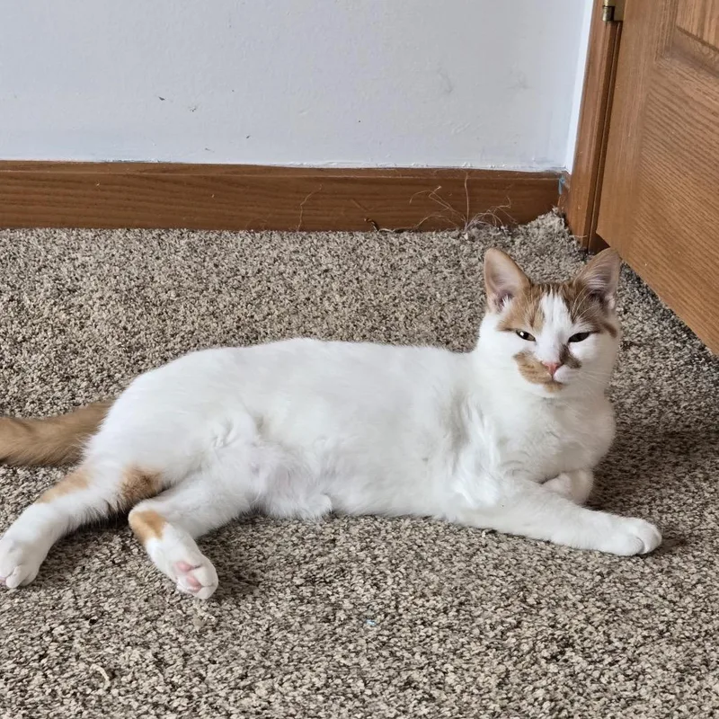 A young small-sized male White Domestic Short Hair cat named Cotton Wool Blanket for adoption in Eaton Rapids, MI