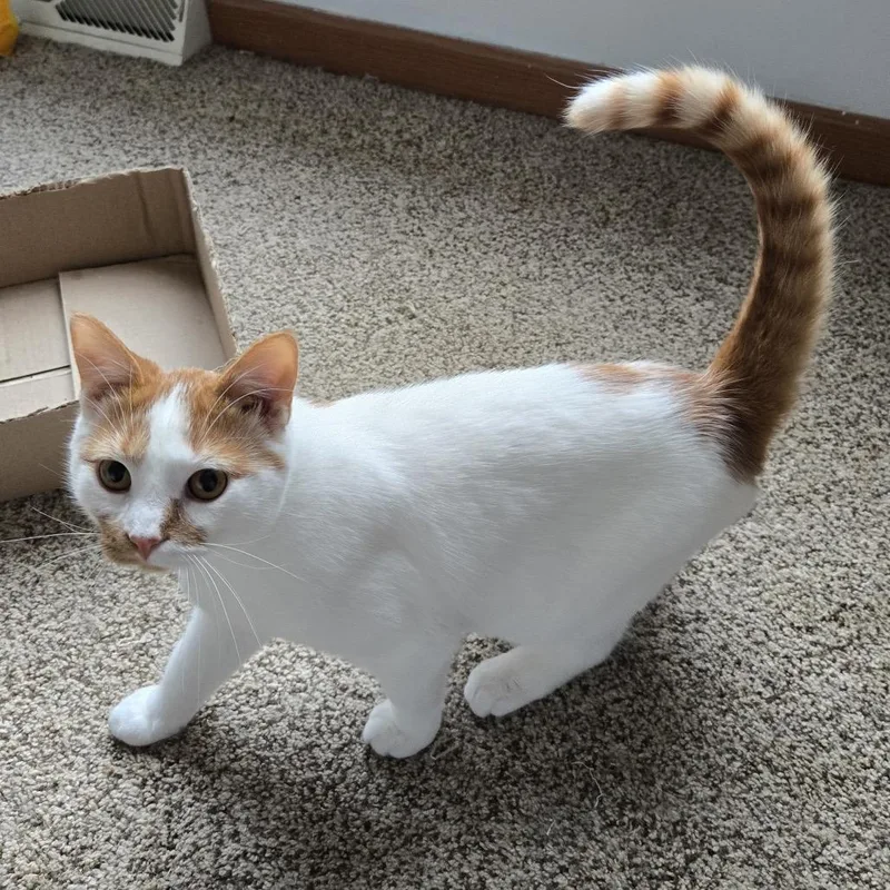 Cotton Wool Blanket thumbnail 2