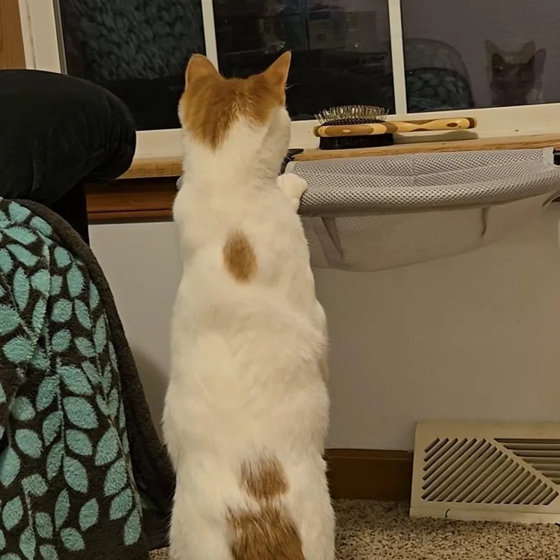 Cotton Wool Blanket thumbnail 3