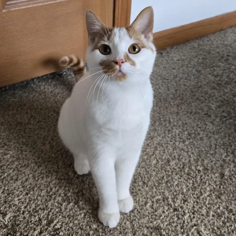 Cotton Wool Blanket thumbnail 4