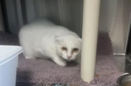 A young small-sized female Domestic Short Hair cat named Diamond for adoption in Pendleton, OR