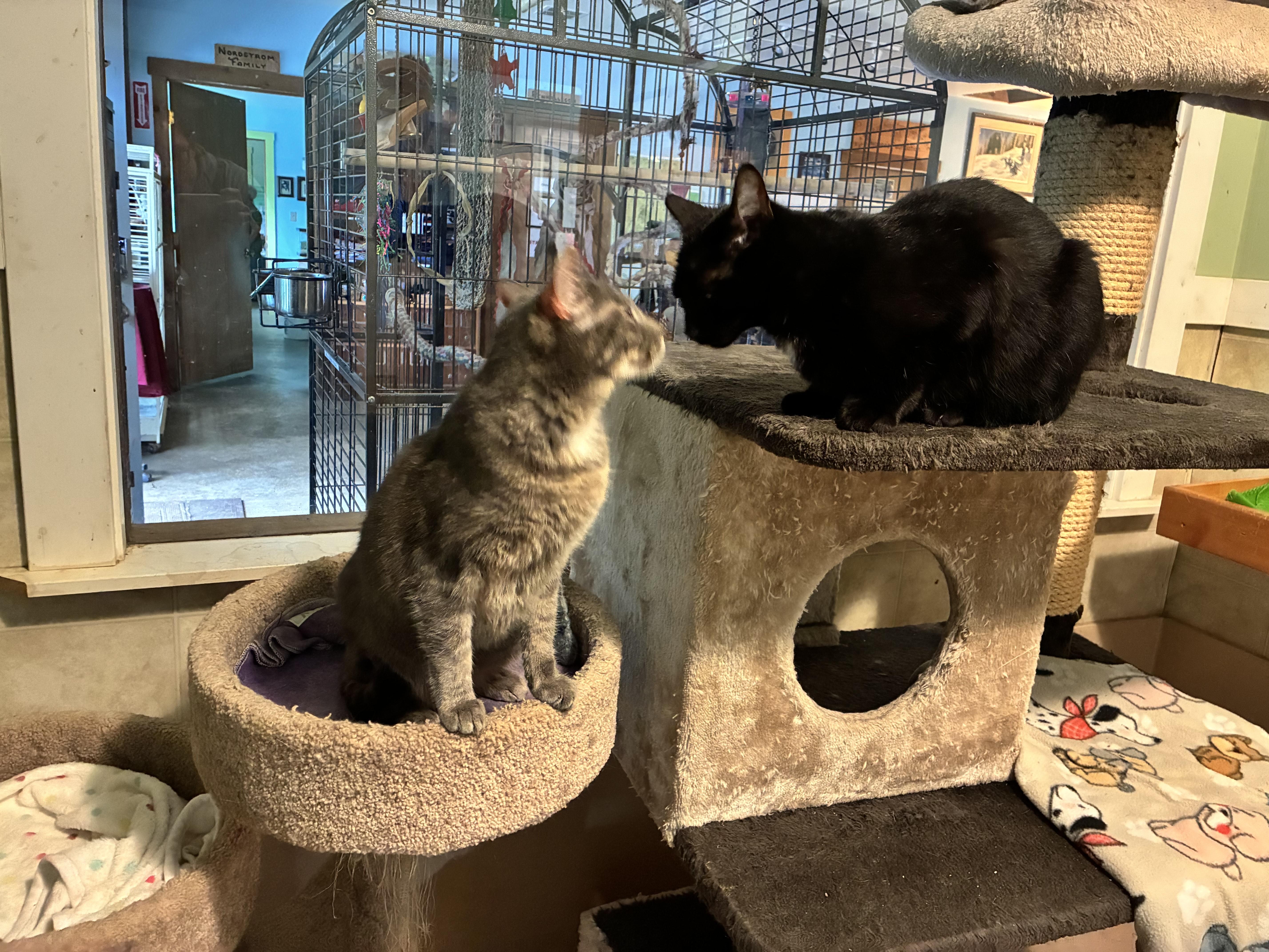 Salish And Amber thumbnail 3