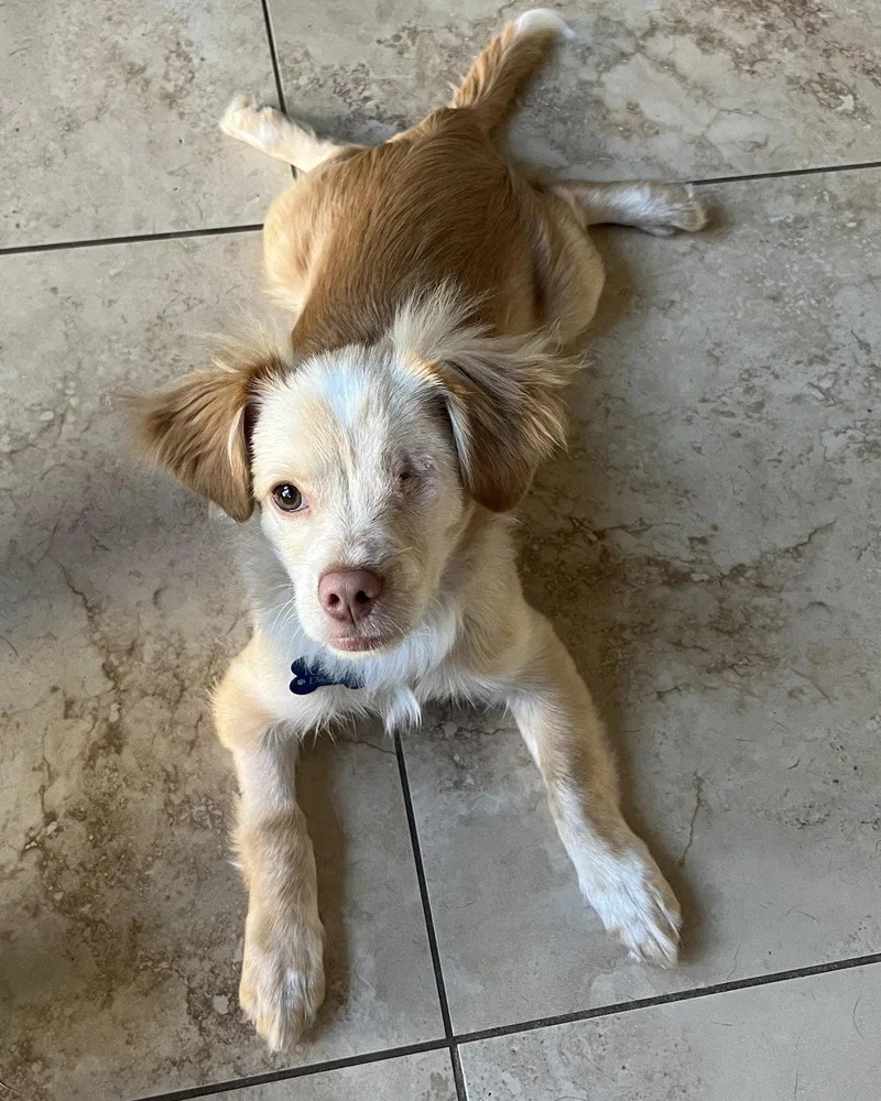 A baby small-sized male Chihuahua dog named Noli for adoption in Corona, CA