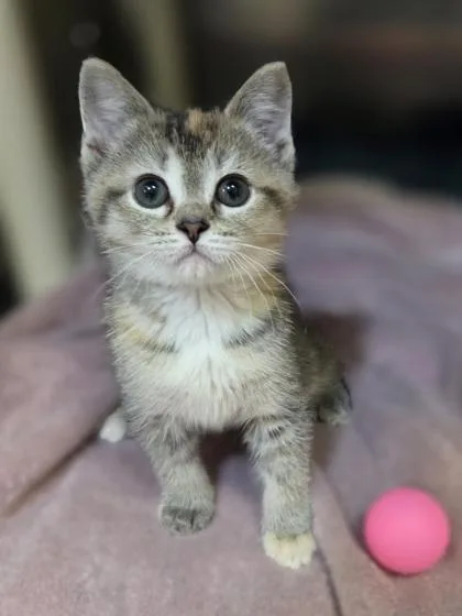 A baby small-sized female Domestic Short Hair cat named Firework for adoption in Westland, MI