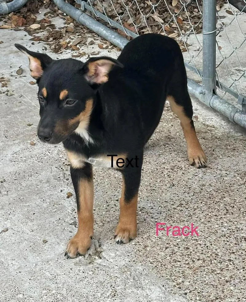 A baby small-sized male Brown / Chocolate Shepherd dog named Frack for adoption in Norfolk, MA