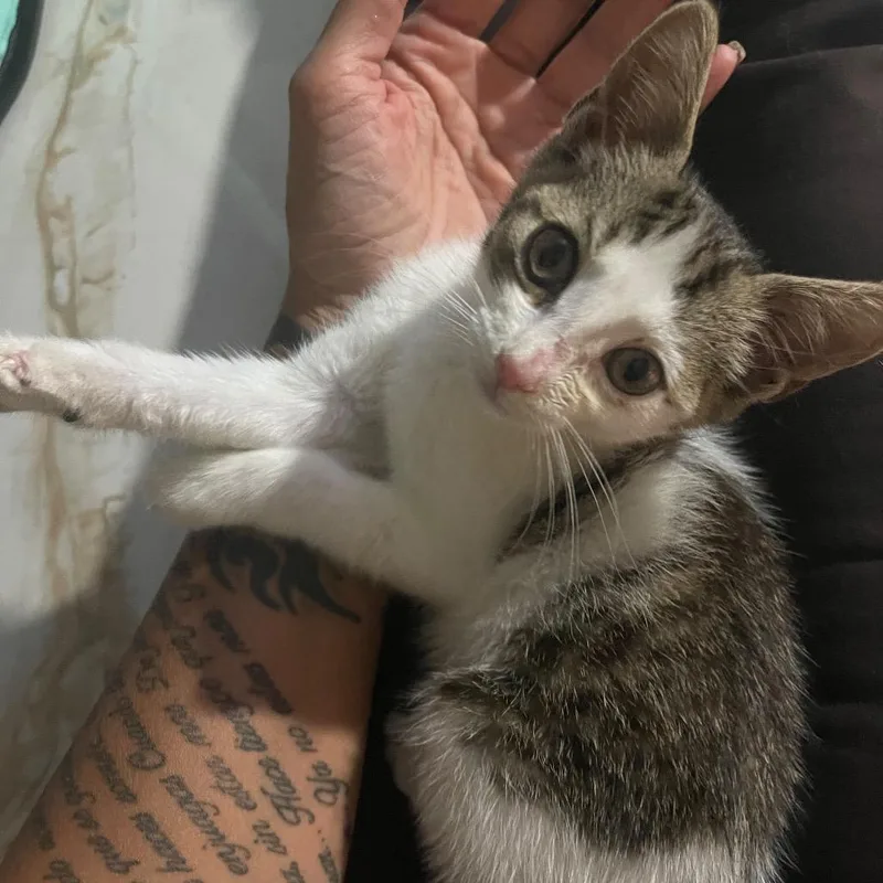 A baby small-sized female White Domestic Short Hair cat named Lila for adoption in Lauderhill, FL