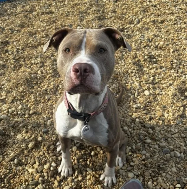 A young medium-sized female Pit Bull Terrier dog named Lulu for adoption in Upper Marlboro, MD