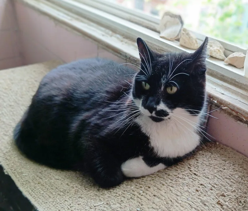 A senior medium-sized female Black & White / Tuxedo Domestic Short Hair cat named Armita Holly for adoption in Philadelphia, PA