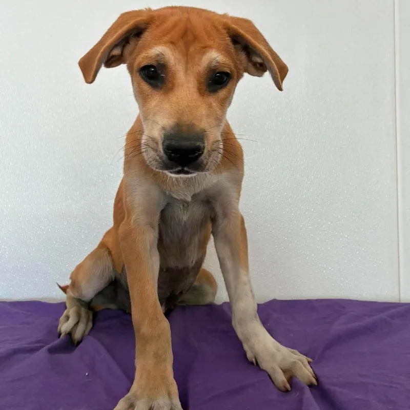 A baby medium-sized female Yellow / Tan / Blond / Fawn Yellow Labrador Retriever dog named Kalahari JuM for adoption in Austin, TX