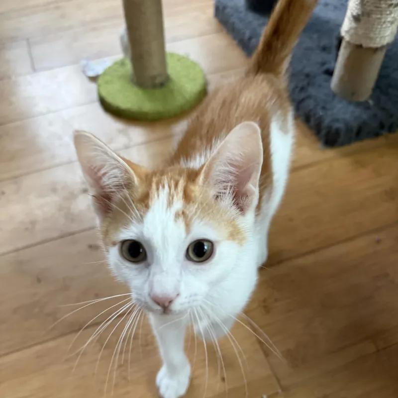 A baby small-sized female Orange / Red Domestic Short Hair cat named Shimmerfin for adoption in Houston, TX