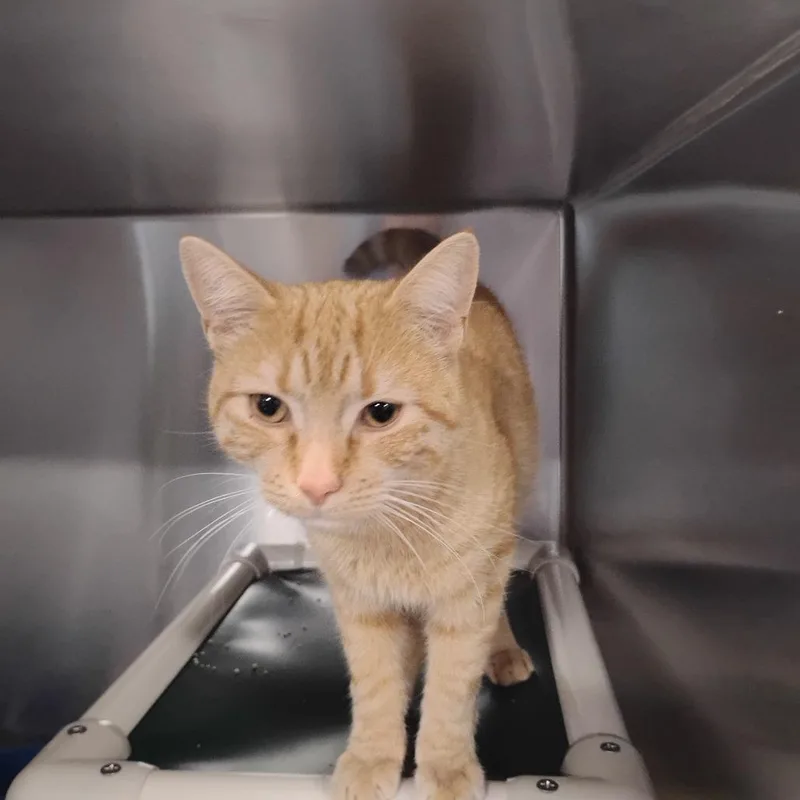 A young medium-sized male Orange / Red Domestic Short Hair cat named Meow Meow for adoption in Wilmington, DE