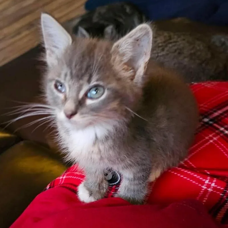 Southwest Litter thumbnail 3