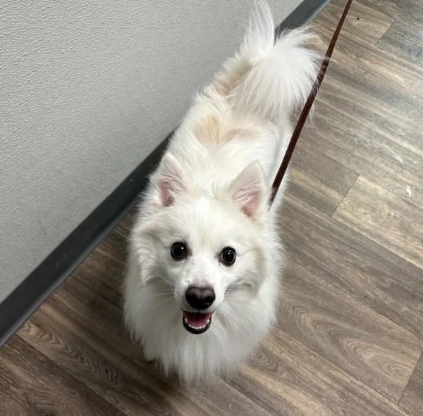An adult medium-sized male American Eskimo Dog dog named Blanko for adoption in San Diego, CA