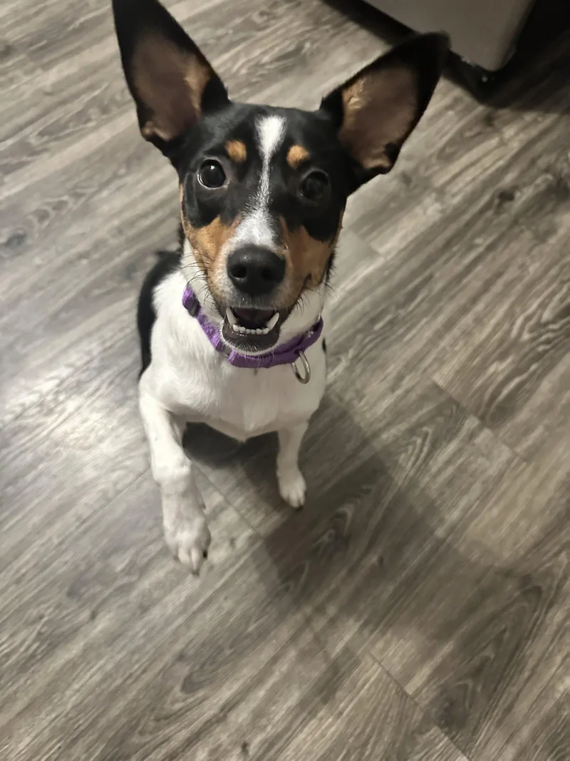 A baby medium-sized female Rat Terrier dog named Lacey OS Terrs for adoption in Saunderstown, RI