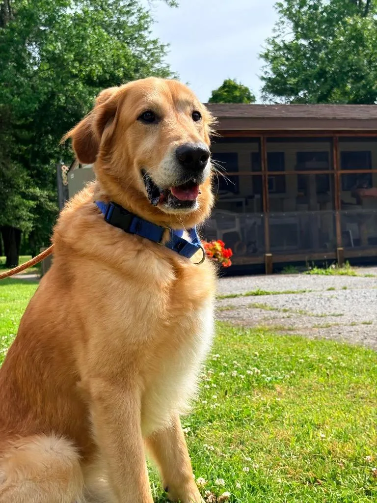 An adult large-sized male Golden Retriever dog named Mason for adoption in Berlin, MD