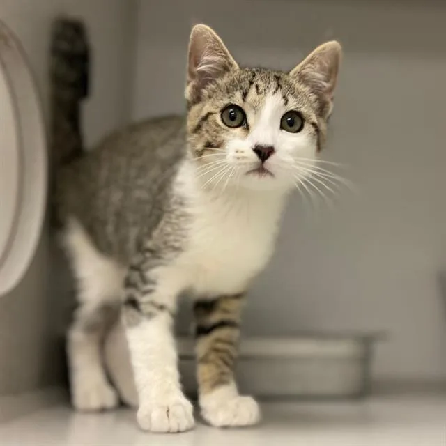 A baby small-sized male Domestic Short Hair cat named Tippy for adoption in Aurora, CO
