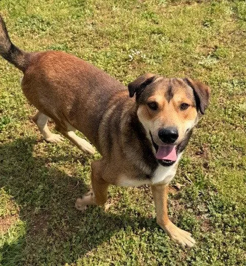 A young large-sized male Hound dog named Kelson for adoption in Carrollton, GA