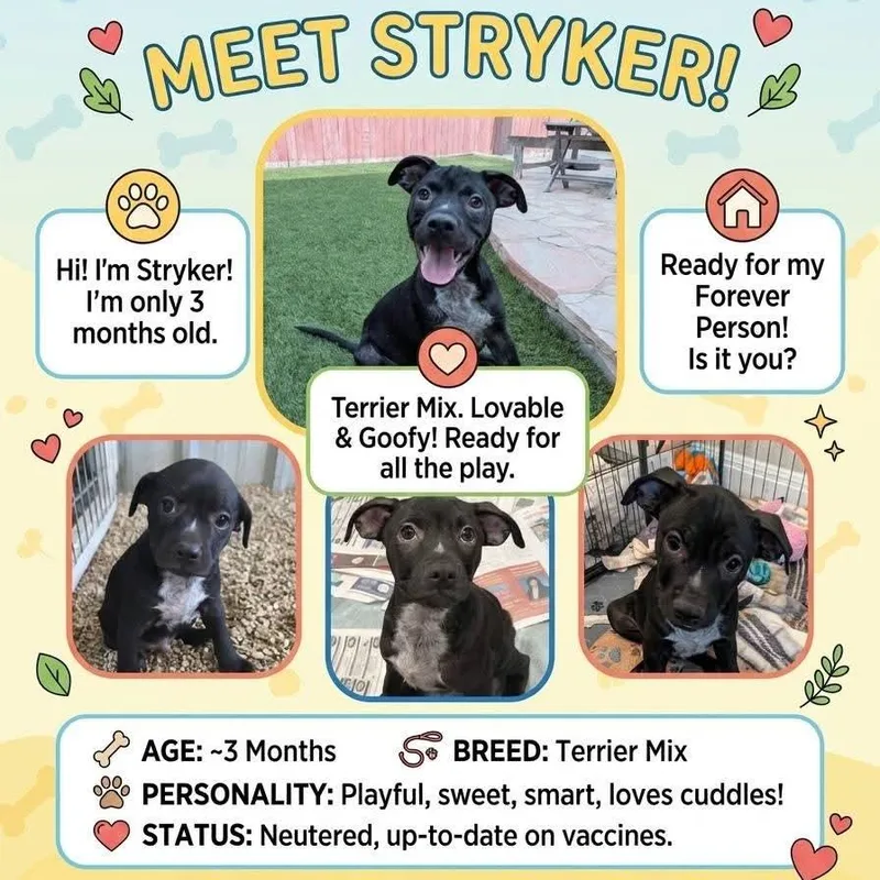 Stryker KB thumbnail 2