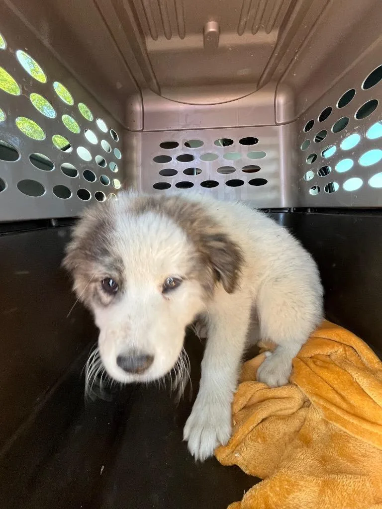 A baby medium-sized female Mixed Breed dog named Beauty for adoption in Mount Gilead, NC