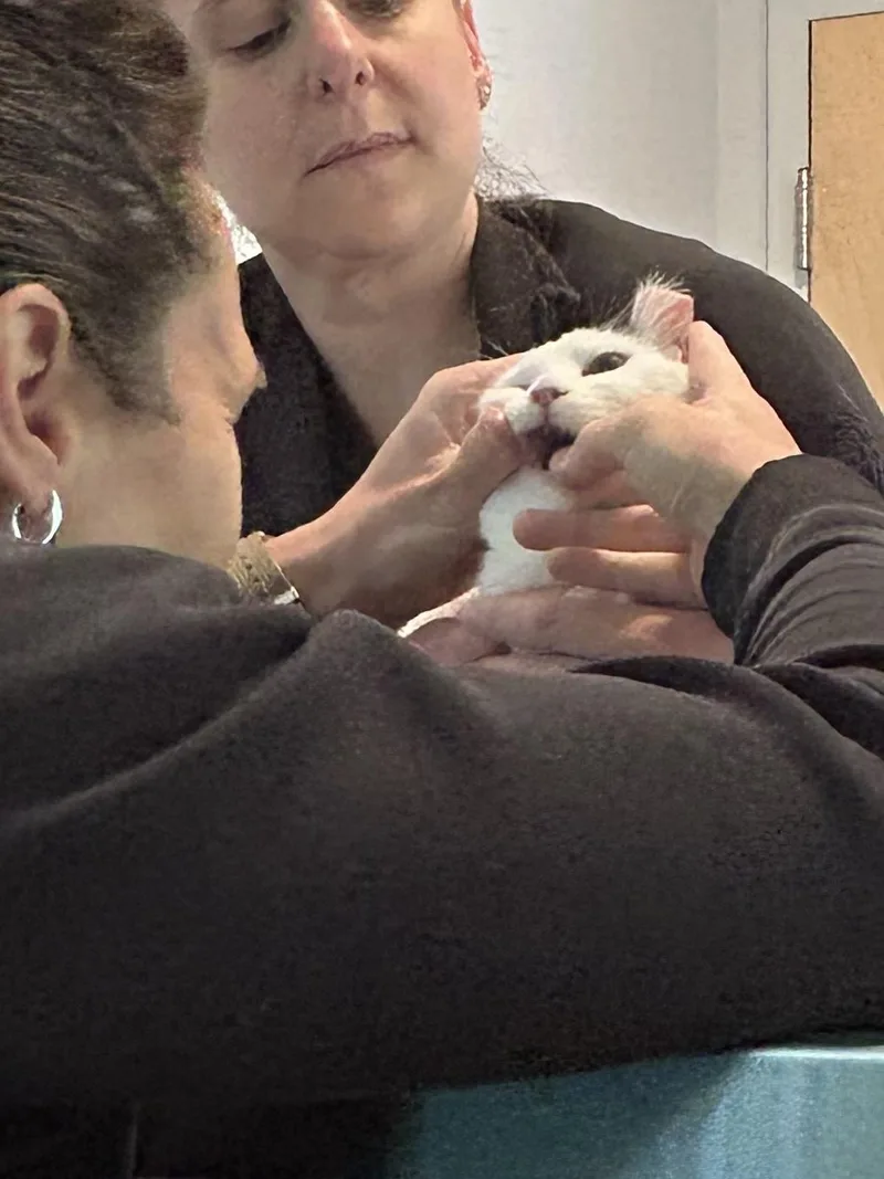 An adult medium-sized female Black & White / Tuxedo Domestic Short Hair cat named Tulip for adoption in Wells, ME