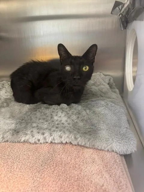 A senior medium-sized male Domestic Short Hair cat named Skinny Joe for adoption in Naples, FL