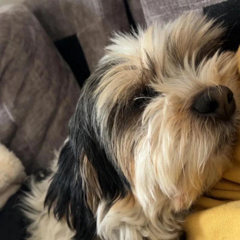 A senior small-sized male White / Cream Shih Tzu dog named Joe bonded with Moe for adoption in Corvallis, OR