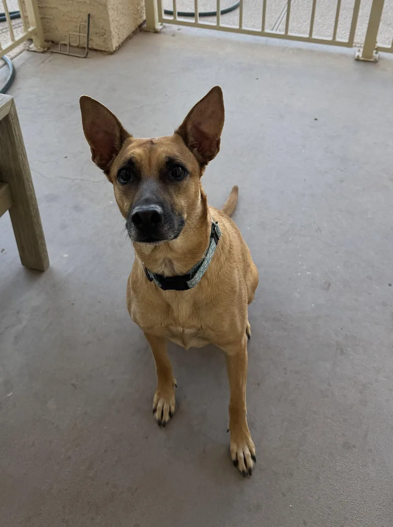 An adult large-sized female Belgian Shepherd / Malinois dog named Momma Dog for adoption in Chandler, AZ