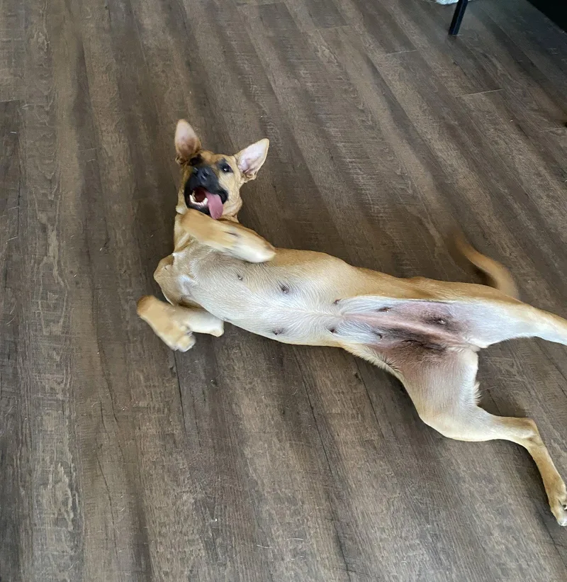 Momma Dog thumbnail 3